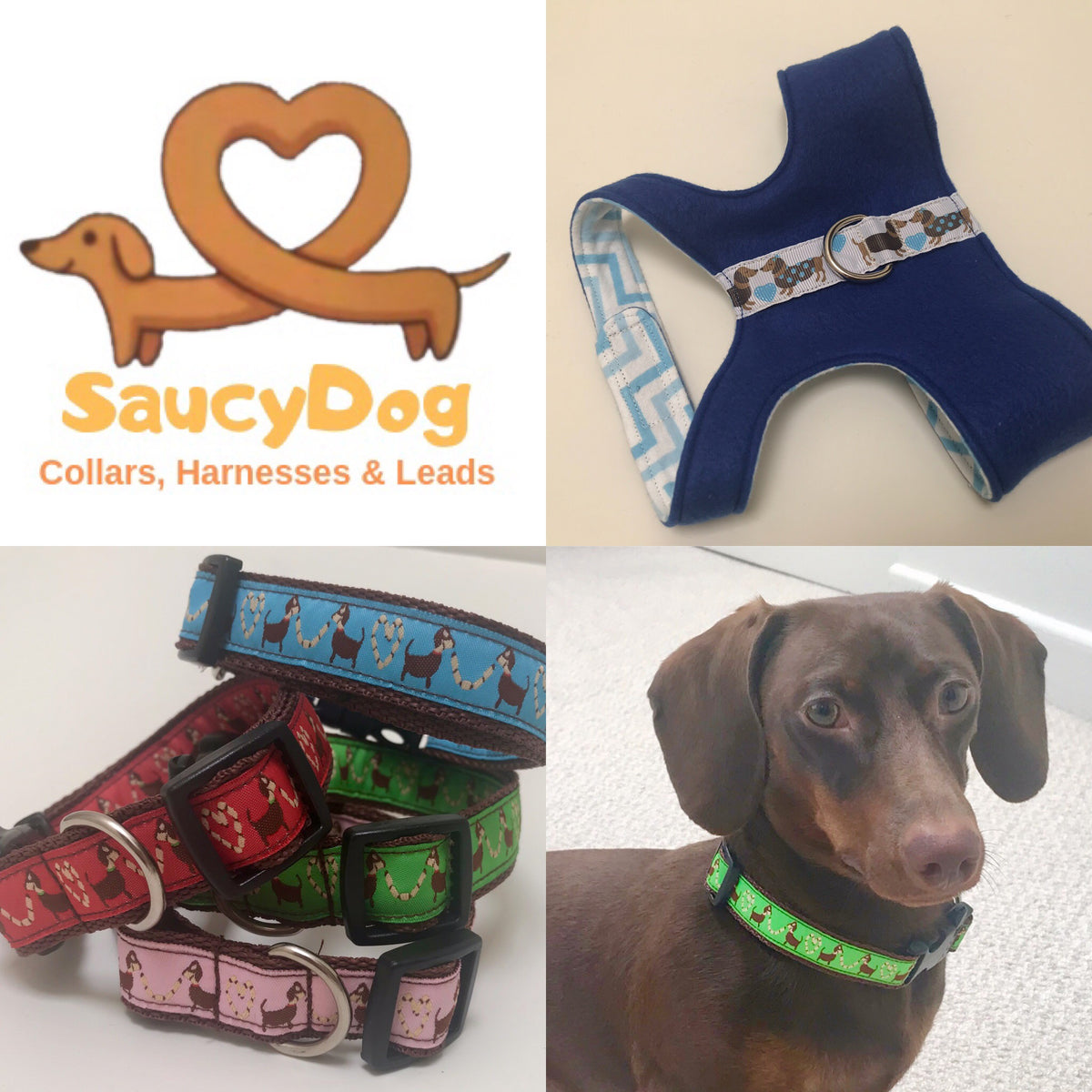 Dachshund collars best sale and harnesses