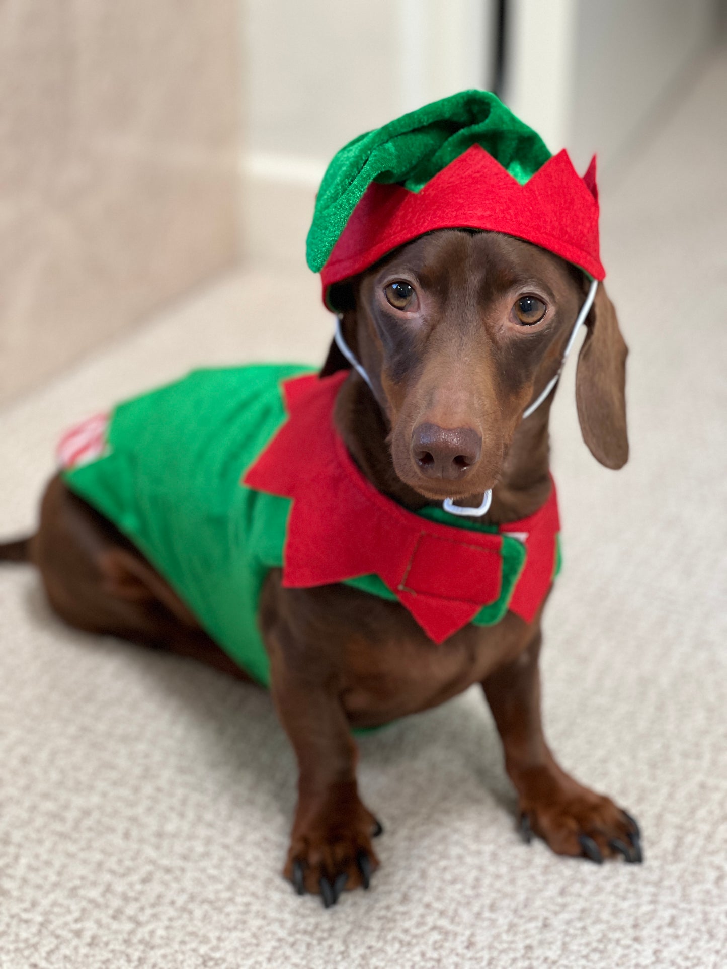 Holiday Elf