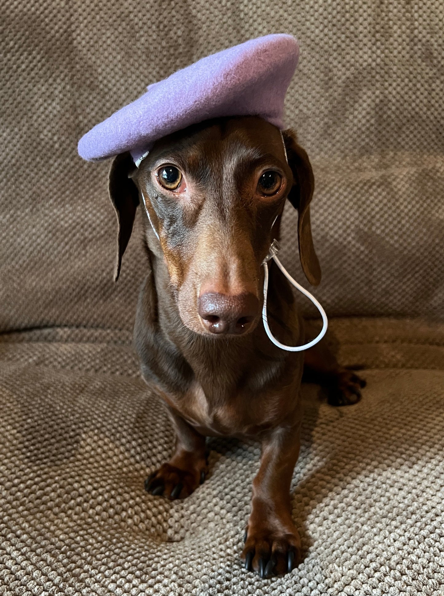 Bonjour Beret