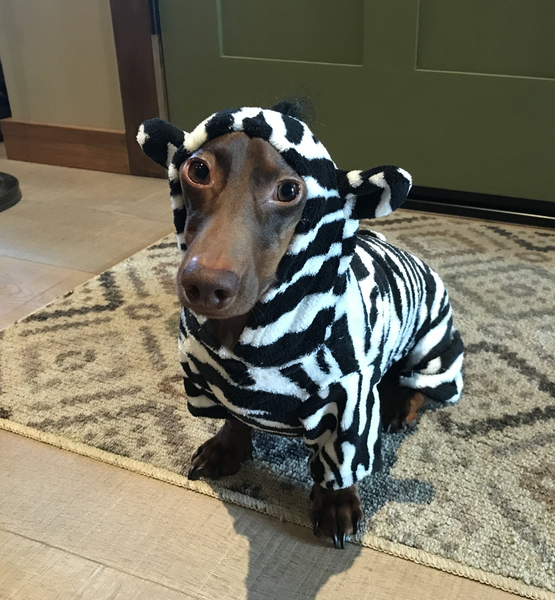 zebra dog costume