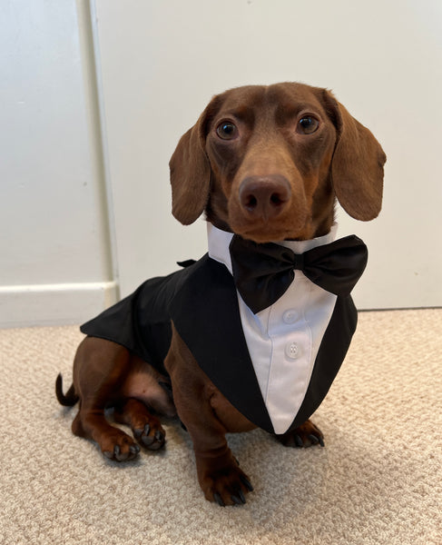 Dog 2024 tuxedo outfit