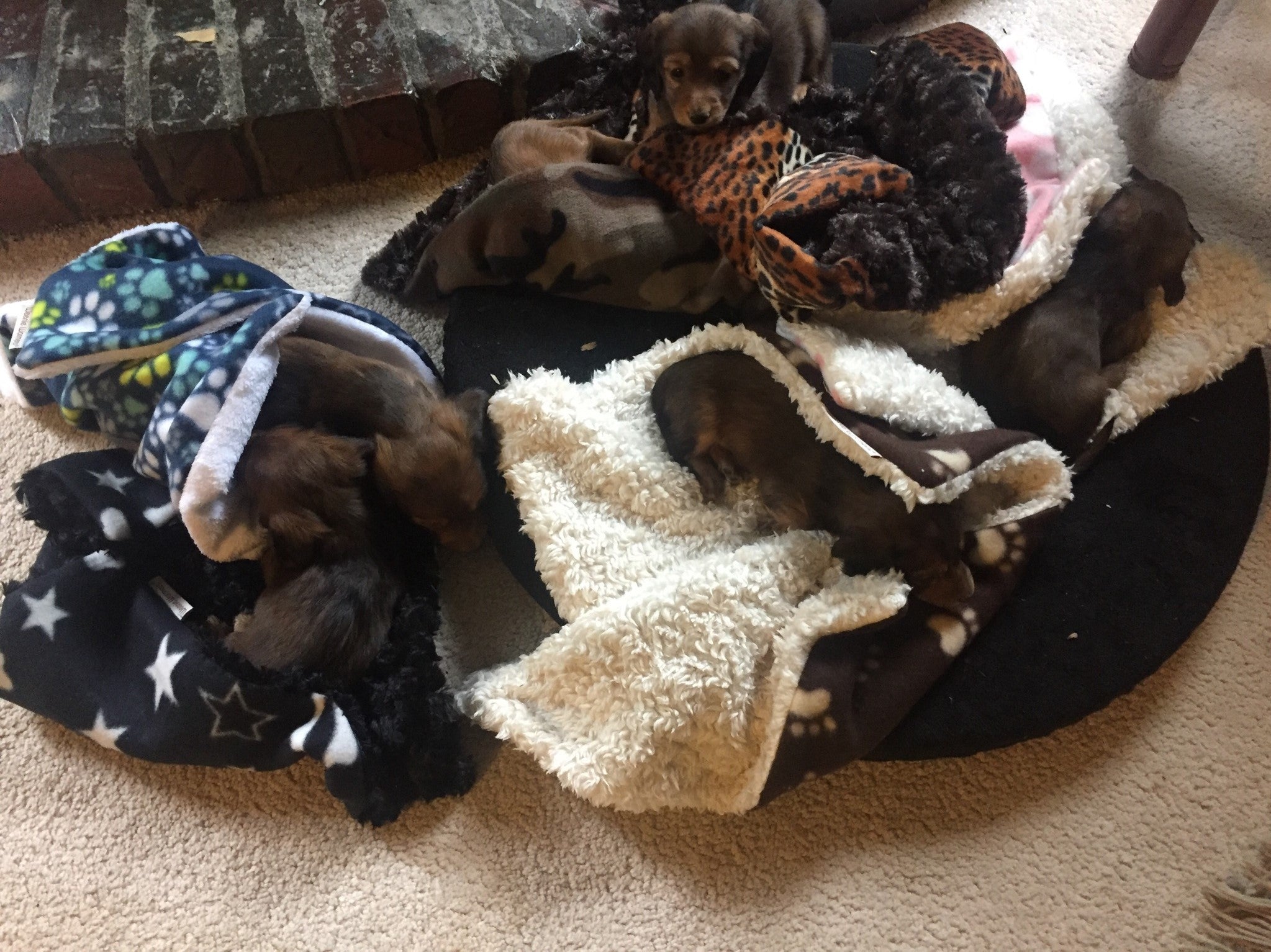 Puppy Soothers WeenieWarmers